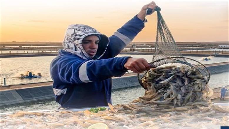 «الوزراء» يرصد إنجازات الثروة السمكية: إنتاج 1350 طن أسماك مائدة و150 مليون زريعة