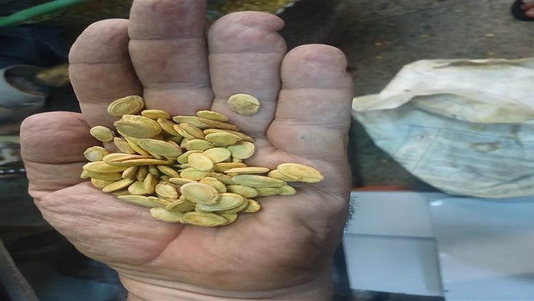 محافظ أسيوط: ضبط مواد محظور استخدامها في تلوين الأغذية بالمخالفة للاشتراطات الصحية داخل إحدى مقالي اللب بحي غرب