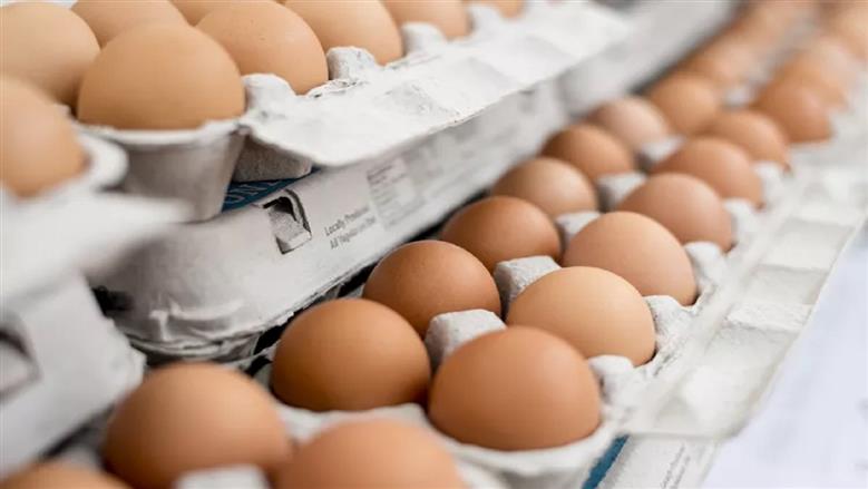 اسعار البيض اليوم