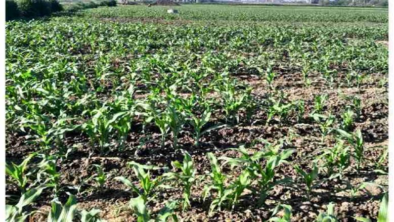 محافظ المنوفية يتابع زراعة الحقول الإرشادية والمحاصيل الصيفية