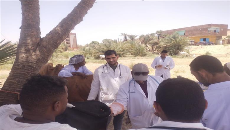القوافل البيطرية بأسوان