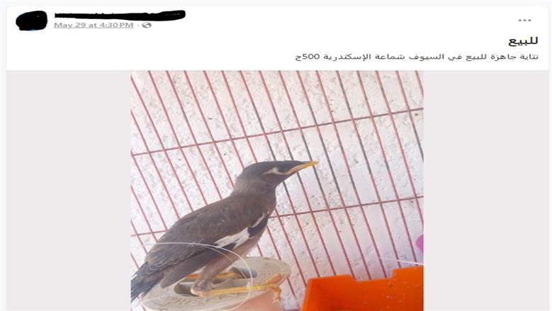 طائر المينا الهندي على الإنترنت