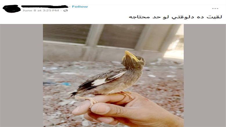 المينا الهندي على الإنترنت