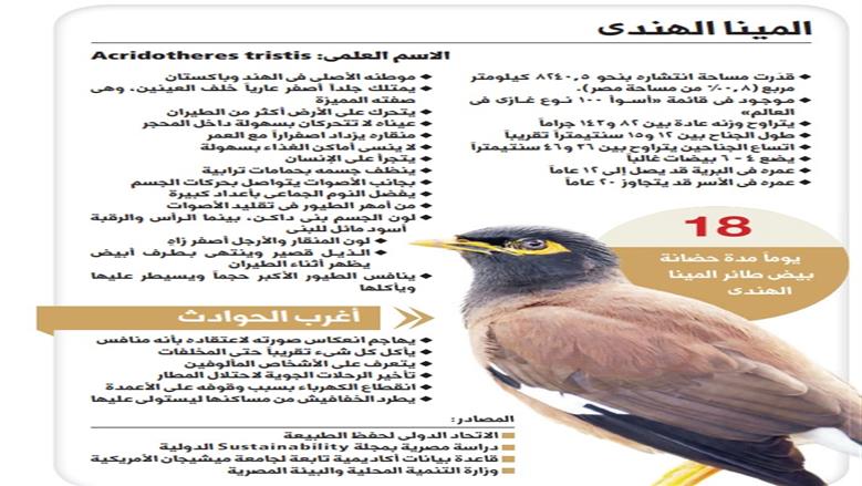 طائر المينا الهندي