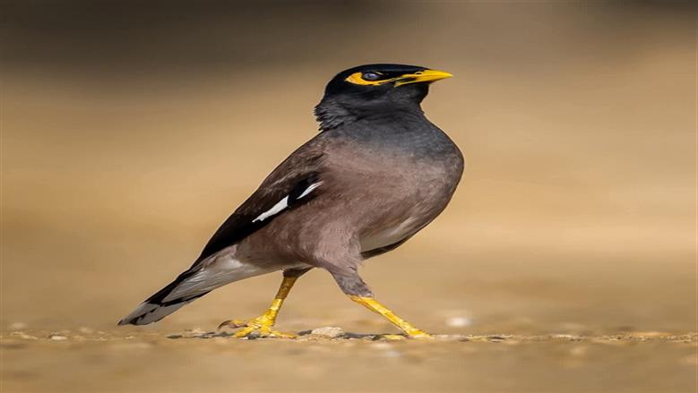طائر المينا الهندي