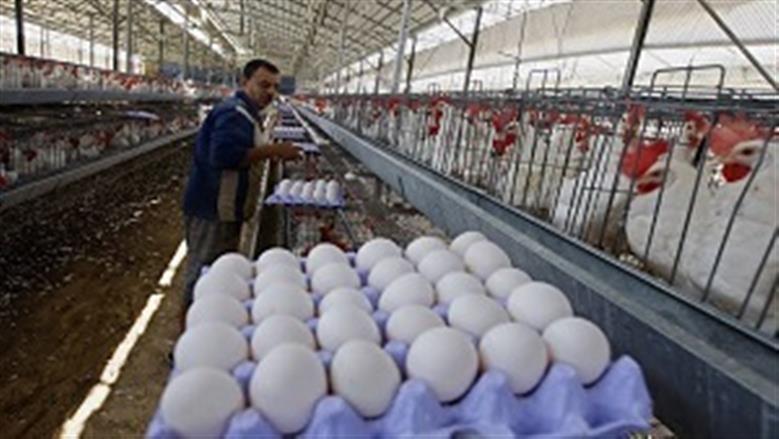 سعر كرتونة البيض يتراجع 67 جنيهًا في 5 أشهر