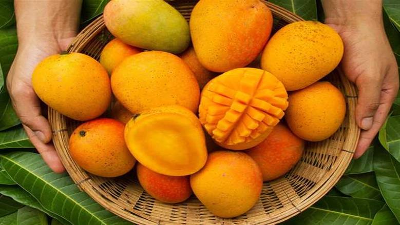أسعار المانجو في سوق العبور اليوم الأحد 19-7-2026 