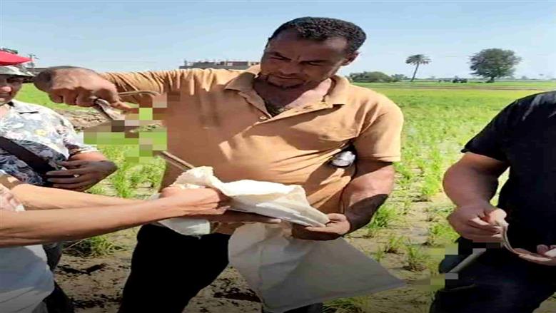 بعد وفاة سيدة وطفل.. اصطياد 5 ثعابين والعثور على جلد الكوبرا بقرية القراقرة بالشرقية