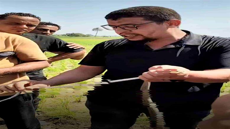 بعد وفاة سيدة وطفل.. اصطياد 5 ثعابين والعثور على جلد الكوبرا بقرية القراقرة بالشرقية