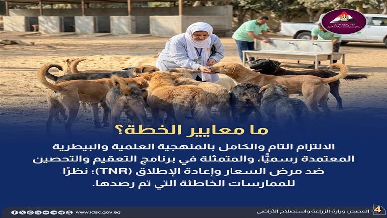 الكلاب