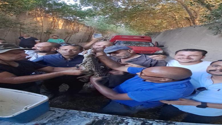 اصطياد التمساح