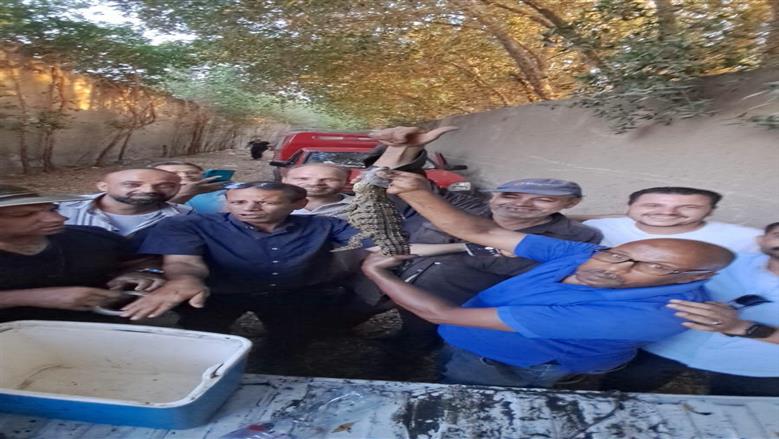اصطياد التمساح