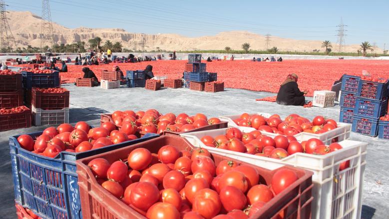 سعر الطماطم في سوق العبور اليوم السبت 16-5-2026 