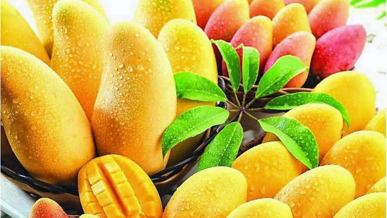 ماذا يحدث لجسمك بعد أكل المانجو؟.. استشاري تغذية يحذر من الإكثار منها