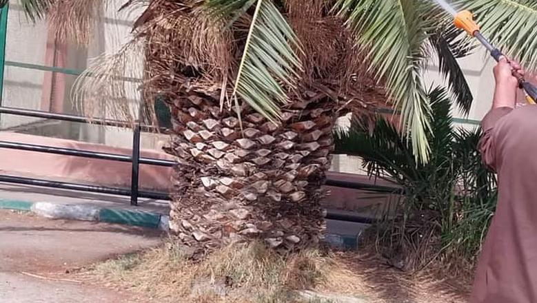 «زراعة الإسماعيلية» تنظم يوما للتوعية بمخاطر سوسة النخيل