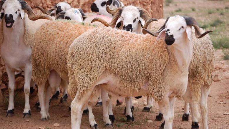 هل يجوز عدم توزيع الأضحية؟.. دار الإفتاء توضح الحكم الشرعي