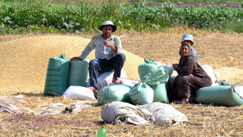 سعر طن الأرز الشعير اليوم الأربعاء 10-9-2025 في الأسواق