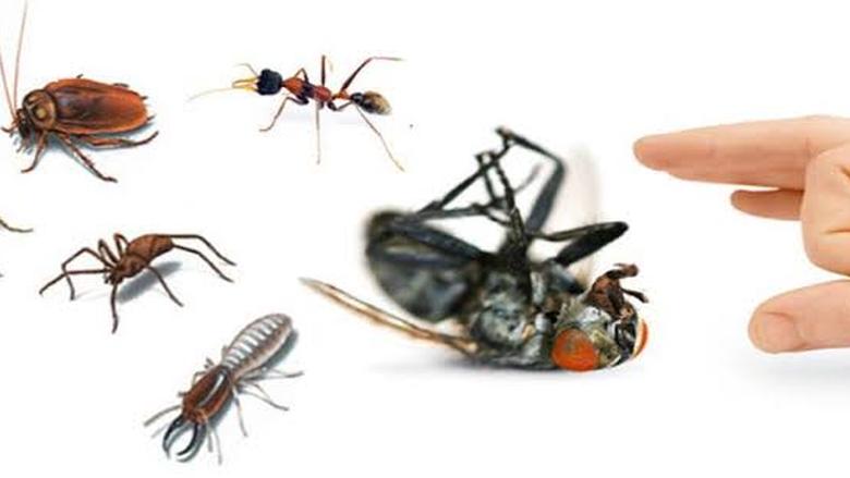بدون مواد كيميائية.. حيل منزلية للتخلص من هذه الحشرات نهائيا
