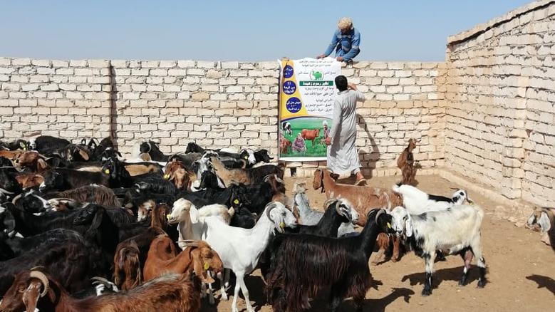 «لو فلوسك على القد وعايز تضحي».. اعرف سعر الماعز في الأسواق
