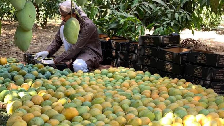 أخطاء تتسبب في سقوط ثمار المانجو هذه الفترة.. احذر التسميد النيتروجيني