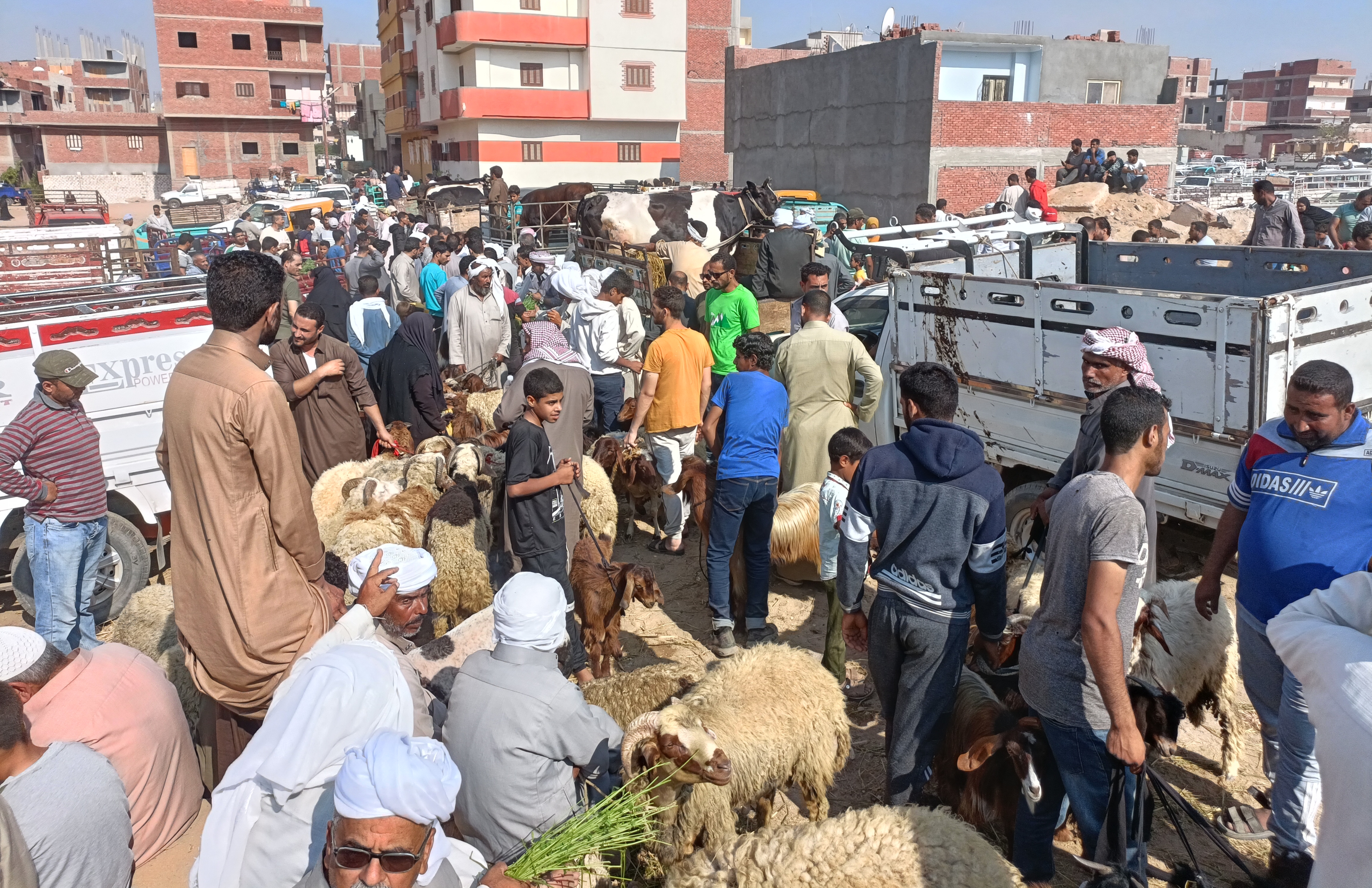 سوق الأضاحي في الاسماعيلية