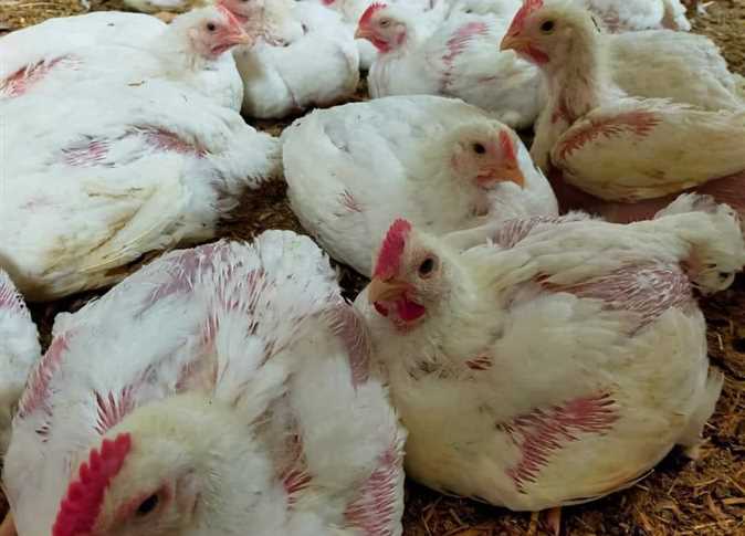 صورة فراخ بيضاء - أرشيفية