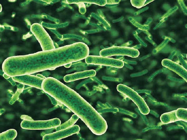 بكتيريا Vibrio