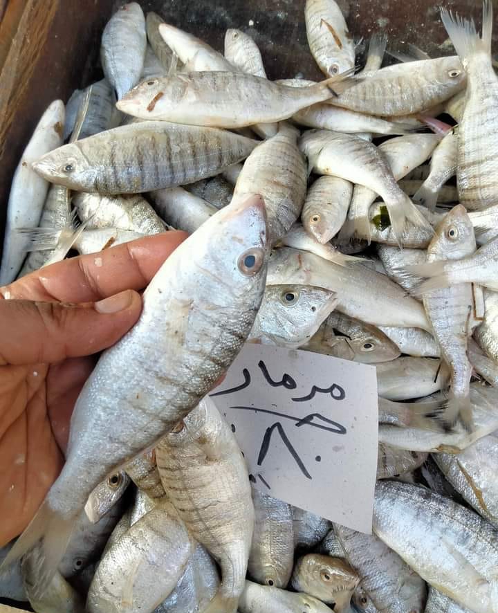 اسماك