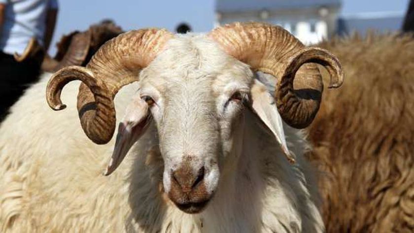 خروف العيد
