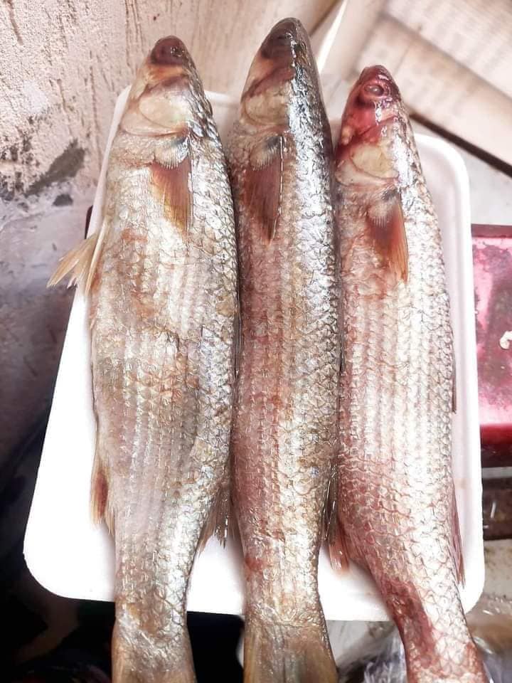 طريقة عمل الفسيخ الجاهز