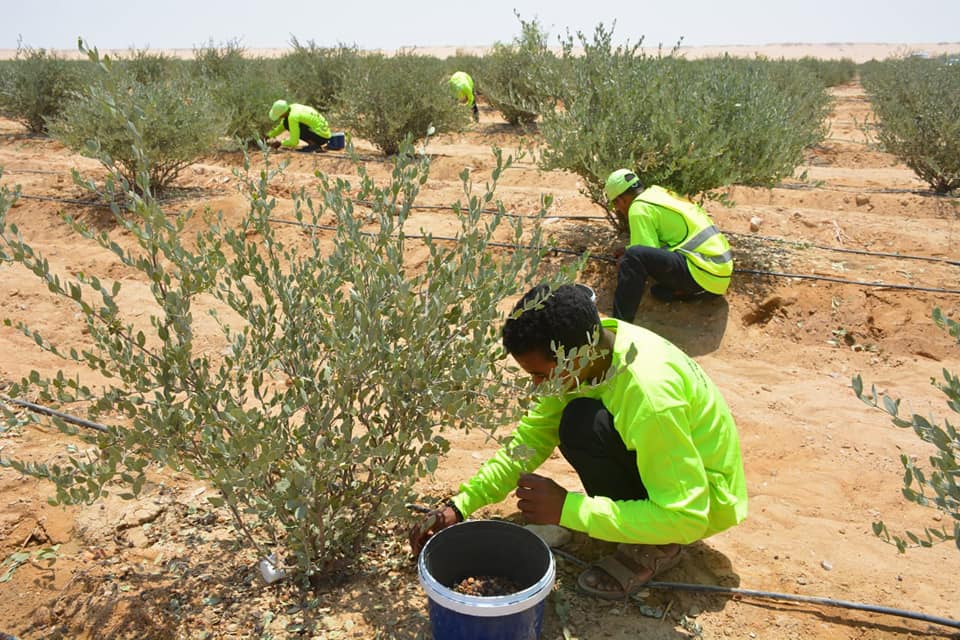 زراعة الجوجوبا في الوادي الجديد