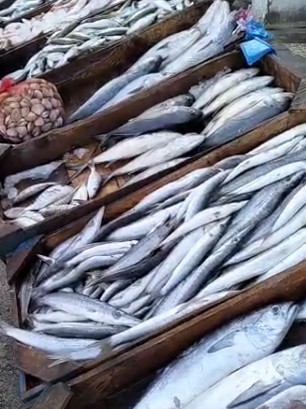 سمك البحر بمطروح