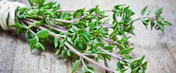 نباتات للتخلص من الذباب
