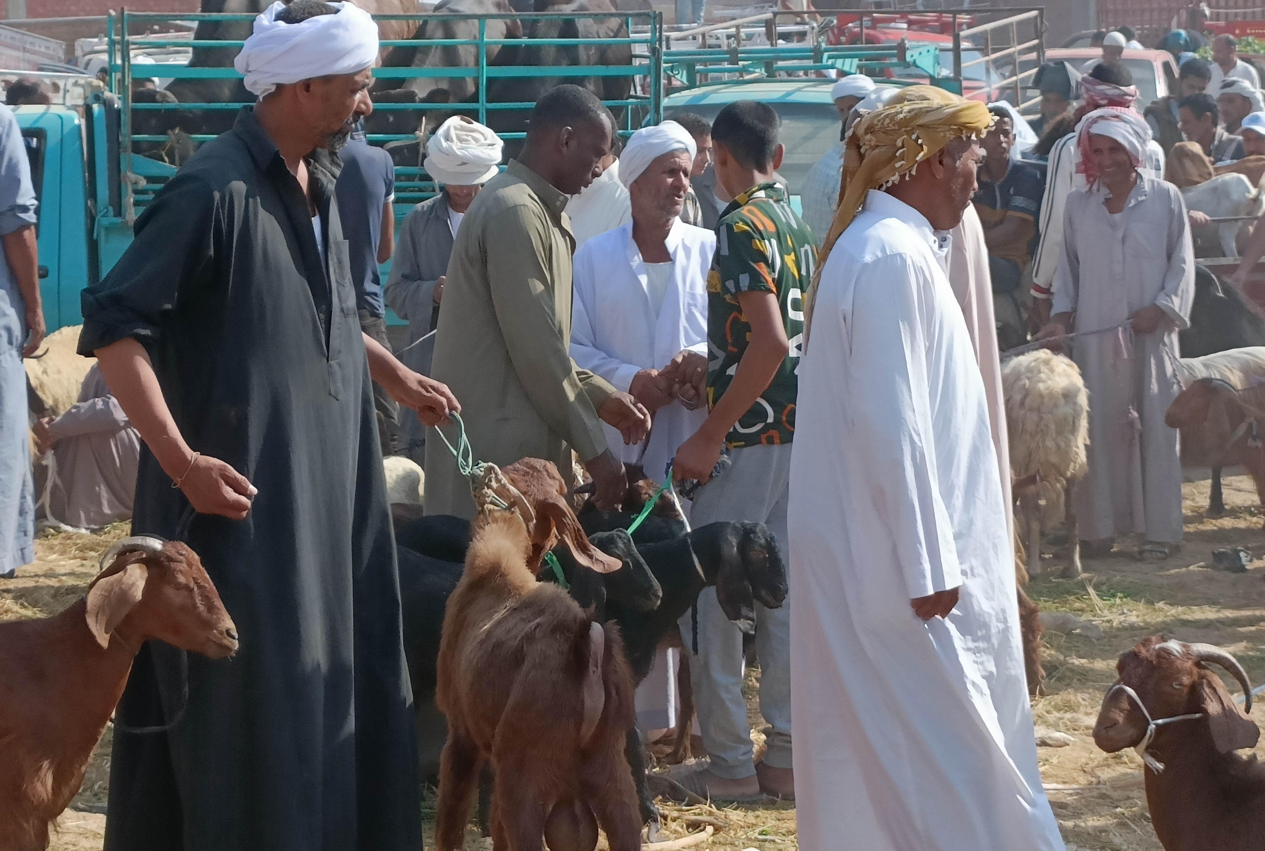 سوق الأضاحي في الاسماعيلية