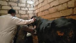 «بيطري القاهرة» توضح مخاطر الحمى القلاعية.. وتحذر من شراء هذه اللحوم