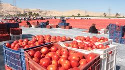 سعر الطماطم في سوق العبور اليوم السبت 16-5-2026 
