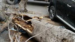 حي شرق بالإسكندرية يرفع الأشجار المتساقطة نتيجة نوة "الغطاس"