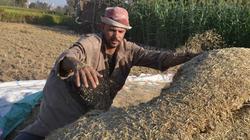 سعر طن الأرز الشعير في المضارب والأسواق اليوم الخميس 9-10-2025