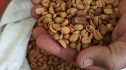 فنجان قهوة مصري «يا بن مين يزرعك».. إنتاجه محليا يخفض أسعاره ويوفر 10 مليارات جنيه فاتورة الاستيراد (ملف خاص)