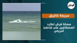 سمكة قرش تطارد المصطافين على شاطئ أمريكي.. سريعة كالبرق