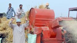 فرحة مزارعي البحيرة بحصاد القمح: ربنا عوّضنا بأفضل موسم