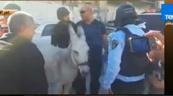 إسرائيل تعتقل "حمارا" يملكه فلسطيني بالقدس.. "مش مترخص"