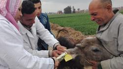 الخدمات البيطرية: تحصين 587 ألف رأس ماشية ضد الجلد العقدي والجدري