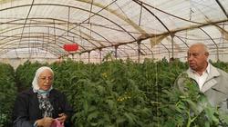 الطماطم المرملة تعود قريبا.. وتوفير ملياري دولار من تسجيل 21 صنفا جديدا