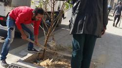 استكمال زراعة الأشجار بكوبري كليوباترا وطريق الحرية شرق الإسكندرية