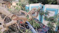 عاجل.. سقوط شجرة بساحة الجبلاية وحي غرب القاهرة يتعامل معها