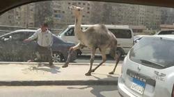 بالفيديو| جمل "تايه" على محور 26 يوليو.. "حلق عليه وازنقه"