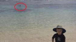 صورة توثق مشهد صادم.. طفل يلعب على الشاطئ والقرش يأكل أبيه في المياه