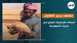مشهد يحير العقول.. أسماك «قراميط» تعيش في صحراء السعودية