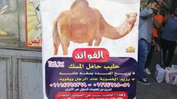 "لبن الإبل" يرفع مبيعات محل عصير: 50 كيلو بيخلصوا فى 3 أيام